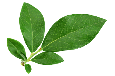 Reflexa-nachhaltig-Blatt-1